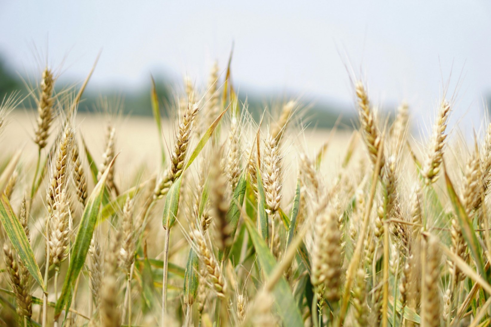 Argentina y Rusia ante el oligopolio transnacional del comercio de cereales y oleaginosas