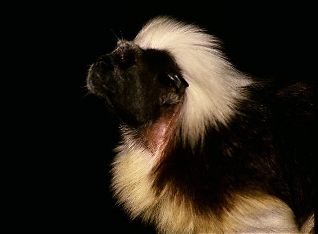 inner17600226055572-tamarin.jpg