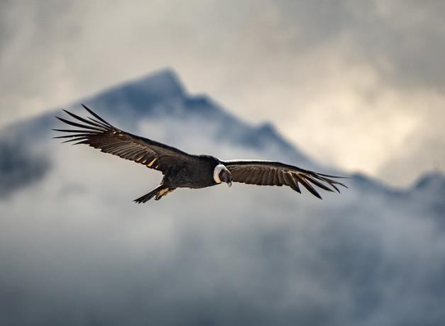 inner1760022741826Andean-Condor-soaring-800-Bill-Tucker.jpg