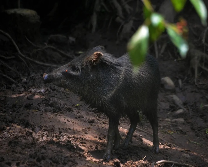 inner176002276107213-peccary-2.jpg